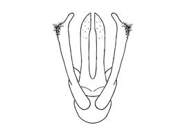   Osmia cornifrons  male, diagram showing dorsal view of genitalia, diagram modified from Rust 1974 
